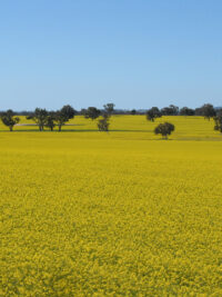 canola